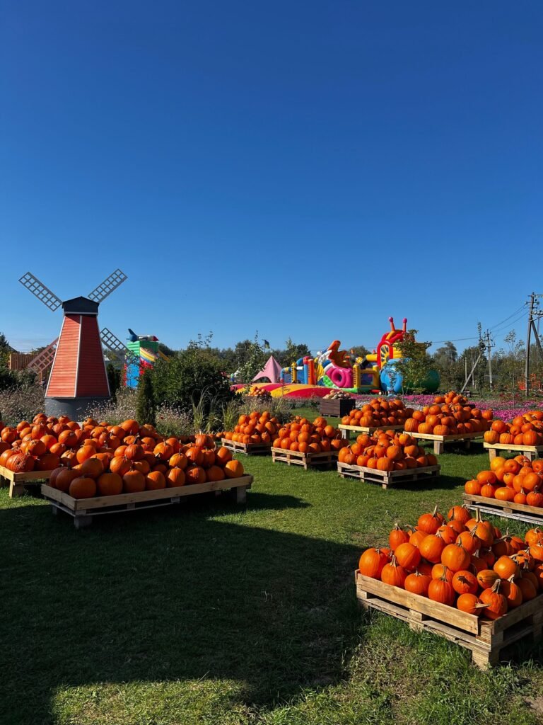 Crates of orange pumpkins at a pumpkin patch on a sunny day